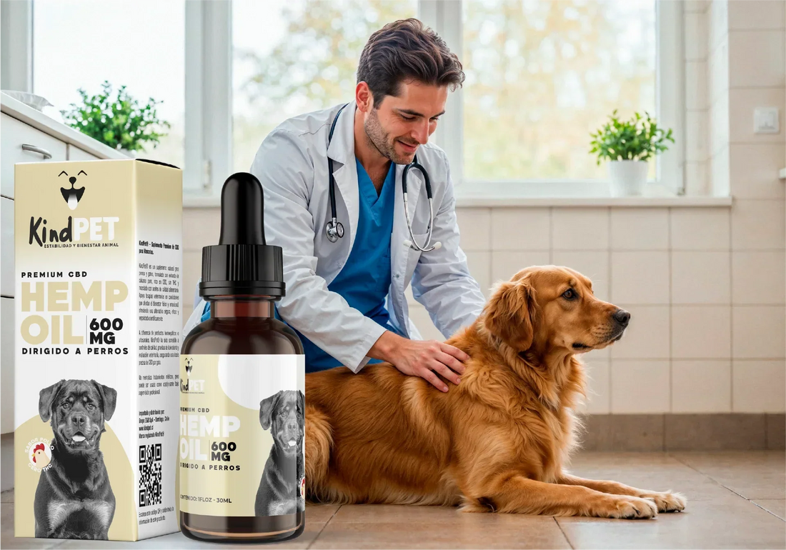 ¿Cuál es el suplemento KindPet ideal para tu mascota? Guía práctica para elegir el producto correcto